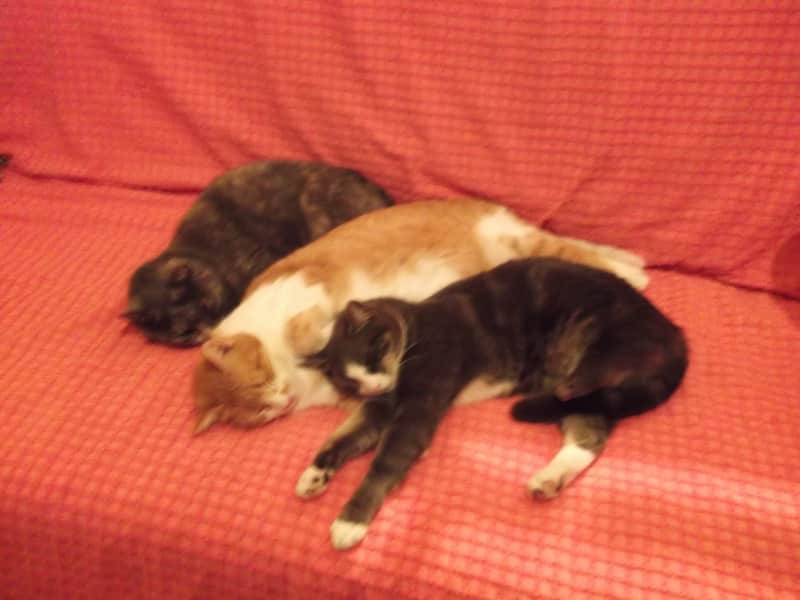 Housesitting assignment in Castillonnès, France