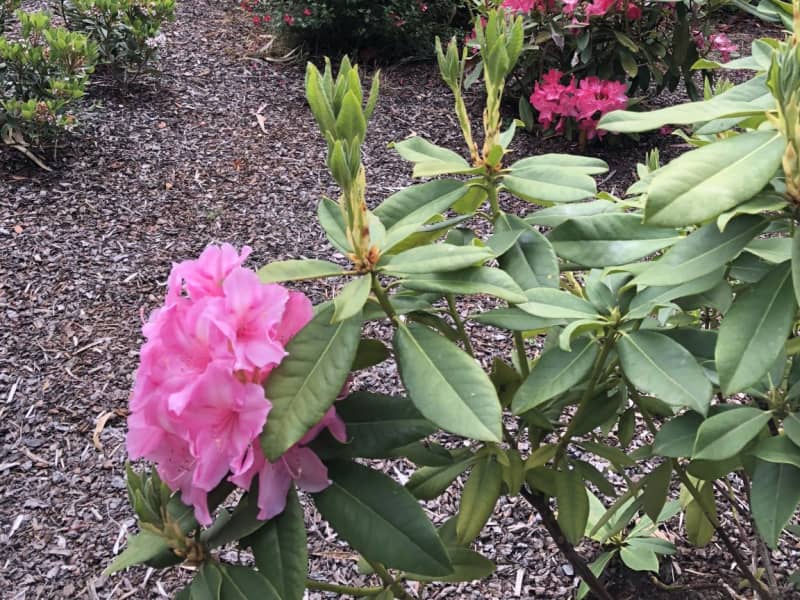 Housesitting assignment in Belgrave, Victoria, Australia