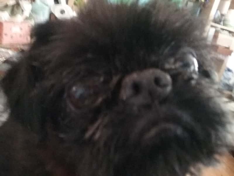 Housesitting assignment in Blackwall, New South Wales, Australia