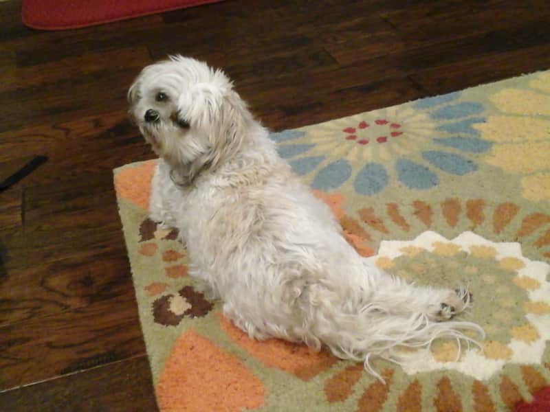 Housesitting assignment in Saskatoon, Saskatchewan, Canada