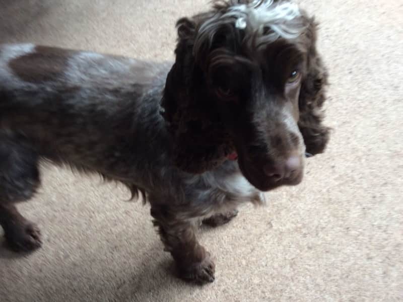 Housesitting assignment in Shawford, United Kingdom