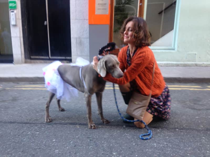 Housesitting assignment in Dublin, Ireland