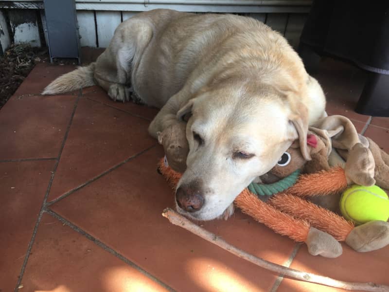 Housesitting assignment in Penshurst, New South Wales, Australia