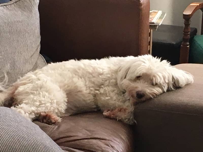 Housesitting assignment in Westcliff-on-Sea, United Kingdom