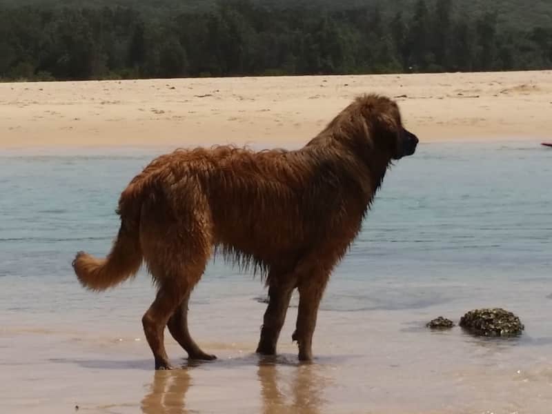 Housesitting assignment in Sydney, New South Wales, Australia