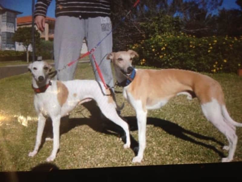 Housesitting assignment in Umina, New South Wales, Australia