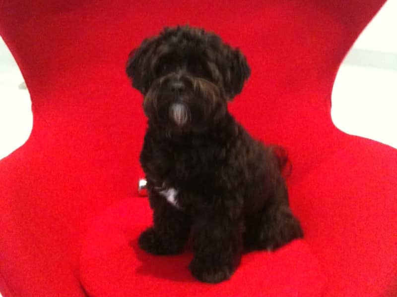 Housesitting assignment in Noosa Heads, Queensland, Australia
