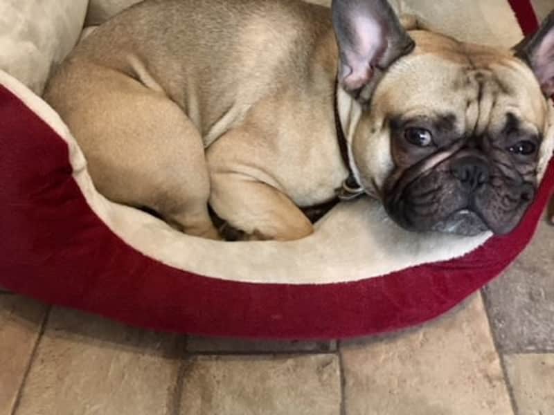 Housesitting assignment in Portishead, United Kingdom