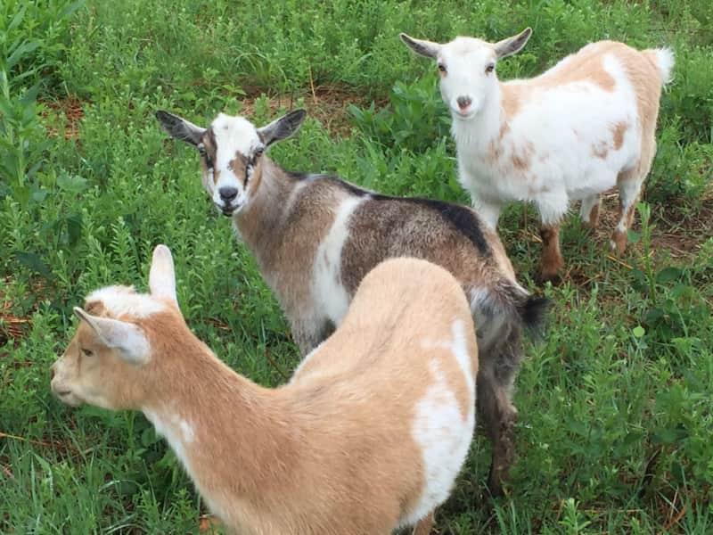 Housesitting assignment in Fair Grove, Missouri, United States
