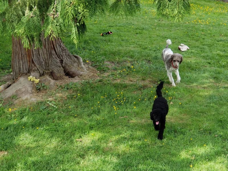 Housesitting assignment in Mount Vernon, Washington, United States