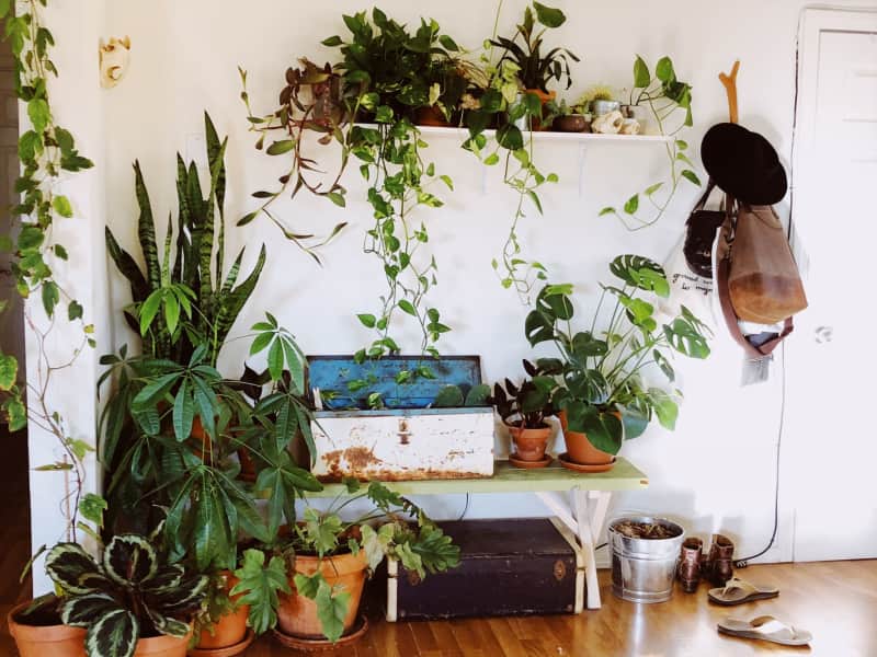 Housesitting assignment in Joshua Tree, California, United States