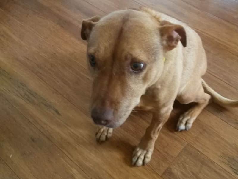 Housesitting assignment in Cowes, Victoria, Australia