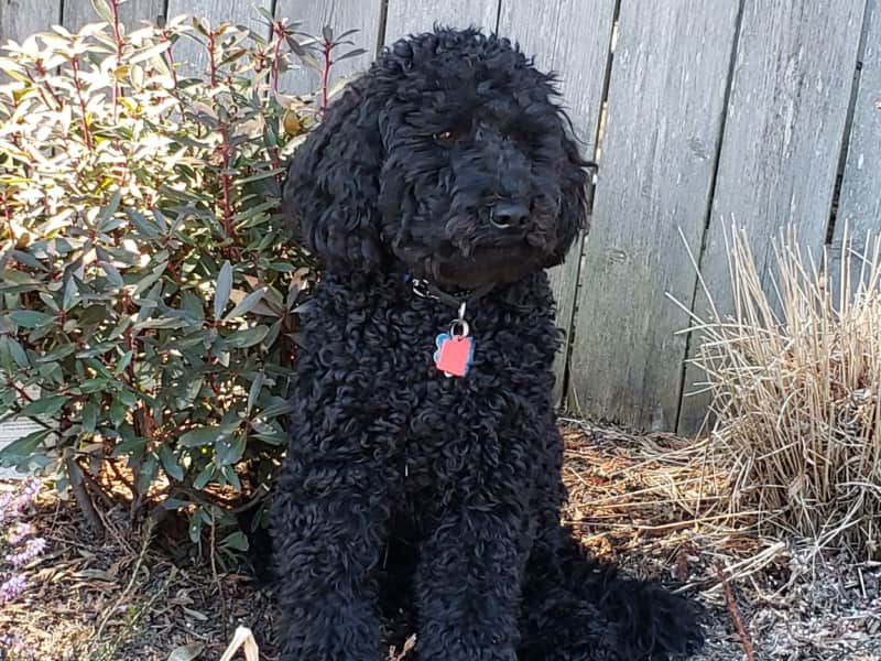 Housesitting assignment in Seattle, Washington, United States