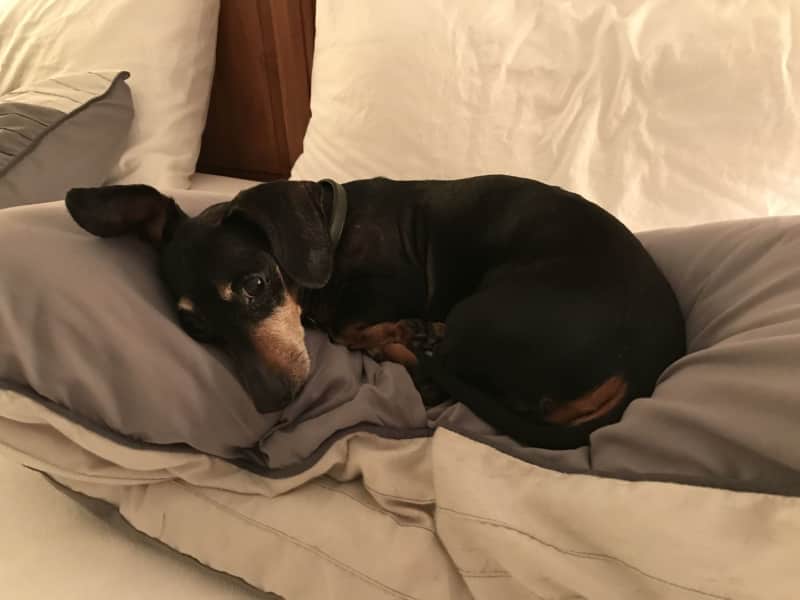Housesitting assignment in Windermere, Florida, United States
