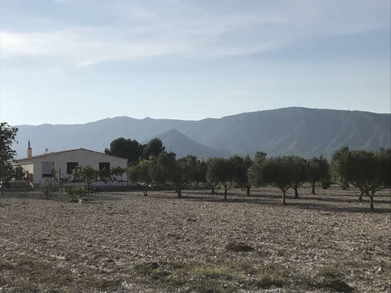 Housesitting assignment in Sax, Spain
