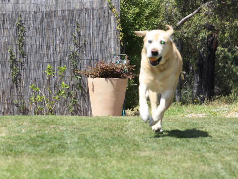 Housesitting assignment in Tura Beach, New South Wales, Australia