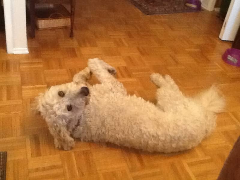 Housesitting assignment in Saskatoon, Saskatchewan, Canada