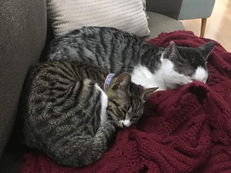 Housesitting assignment in Incheon, South Korea