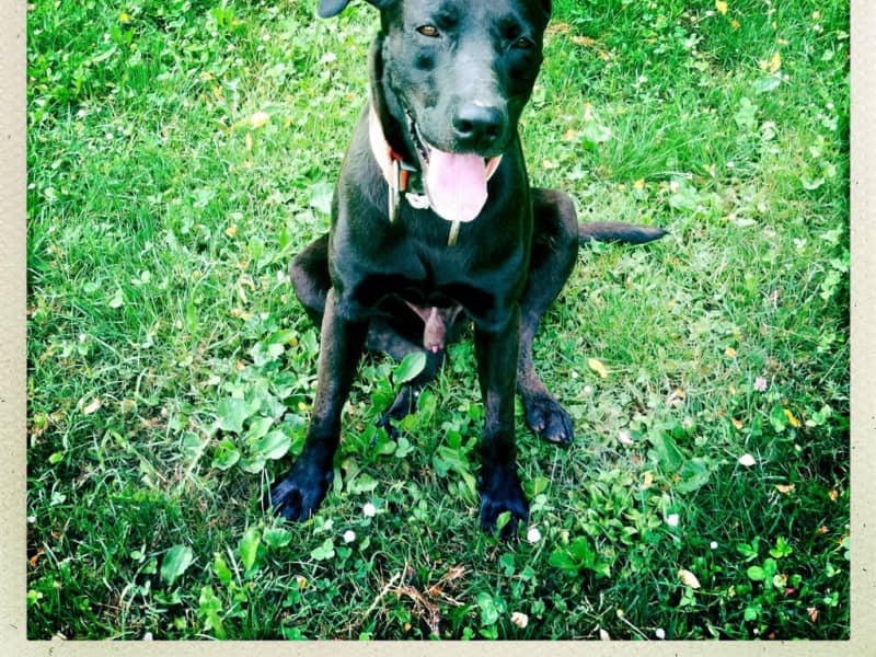 Housesitting assignment in Lucca, Italy