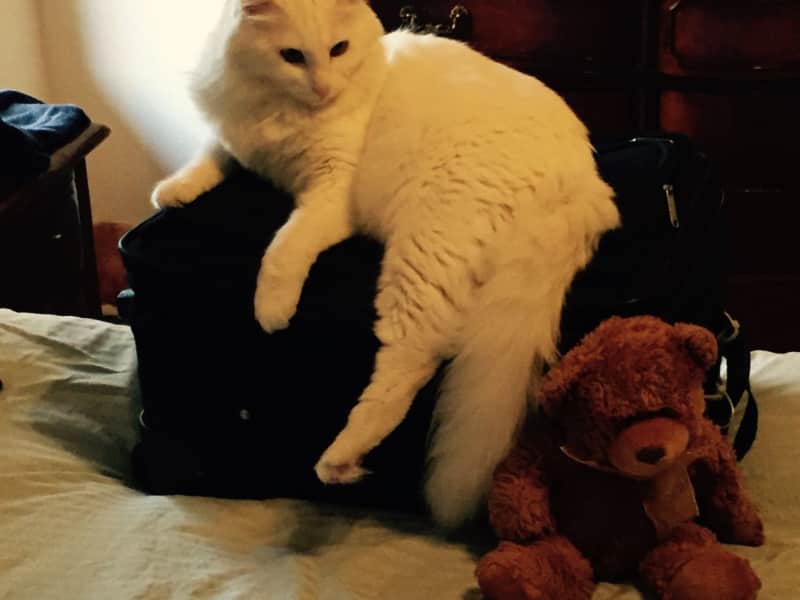 Housesitting assignment in Davis, California, United States