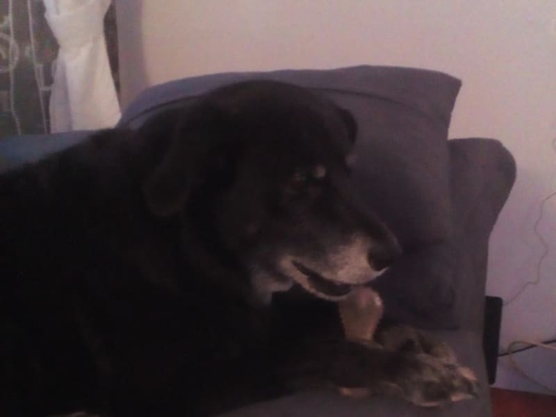 Housesitting assignment in Benajarafe, Spain