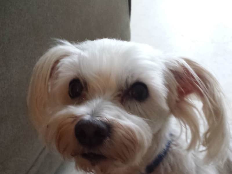 Housesitting assignment in Kitchener, Ontario, Canada