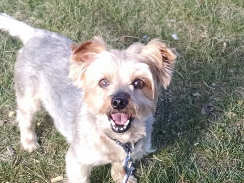 Housesitting assignment in Okotoks, Alberta, Canada