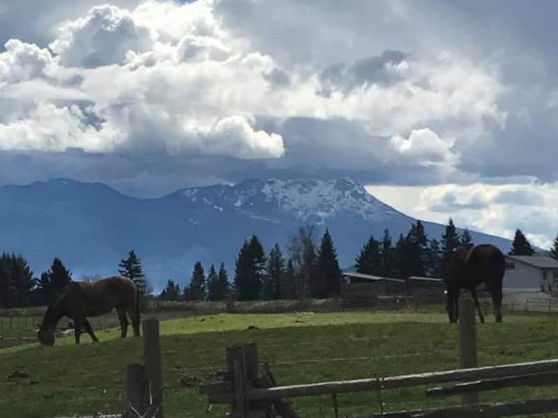 Housesitting assignment in Salmon Arm, British Columbia, Canada