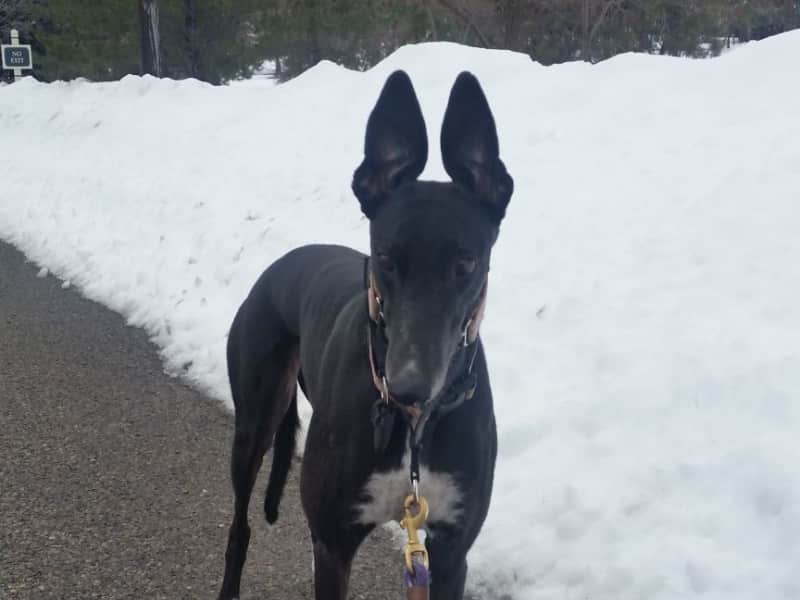 Housesitting assignment in Edmonton, Alberta, Canada