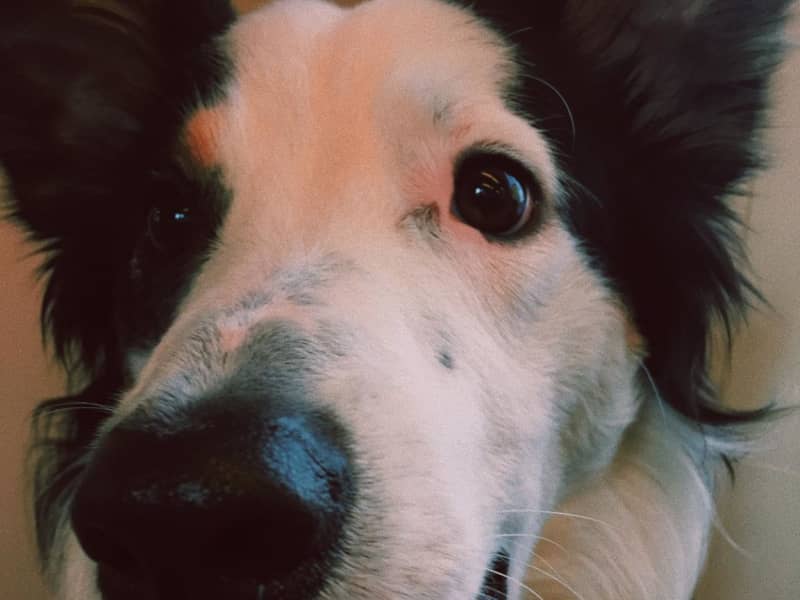 Housesitting assignment in The Hague, Netherlands