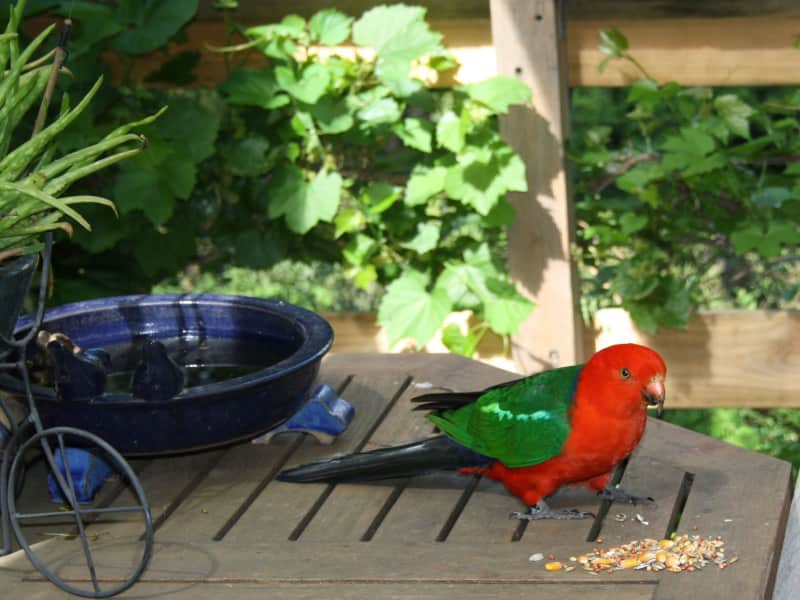 Housesitting assignment in North Warrandyte, Victoria, Australia