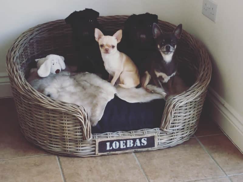 Housesitting assignment in Rugby, United Kingdom