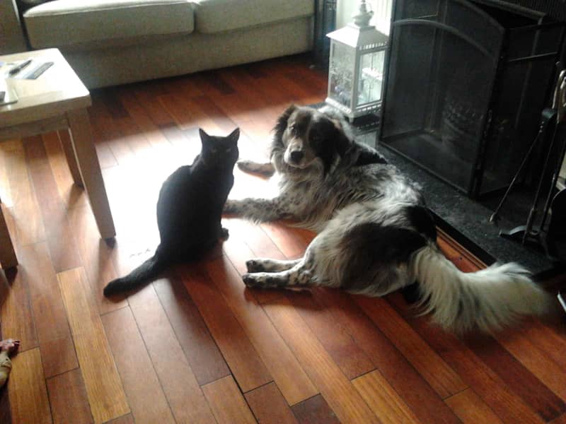 Housesitting assignment in Banagher, Ireland