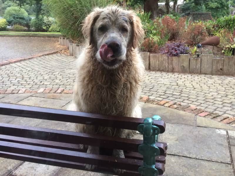 Housesitting assignment in Killaloe, Ireland