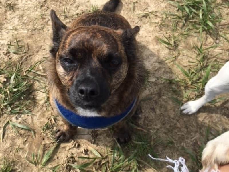 Housesitting assignment in Heathfield, United Kingdom