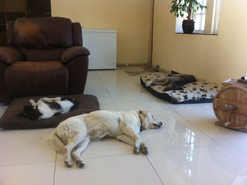 Housesitting assignment in Luimneach, Ireland