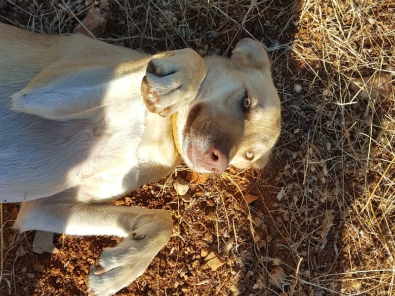 Housesitting assignment in Faro, Portugal