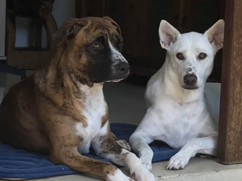 Housesitting assignment in Sanur, Indonesia