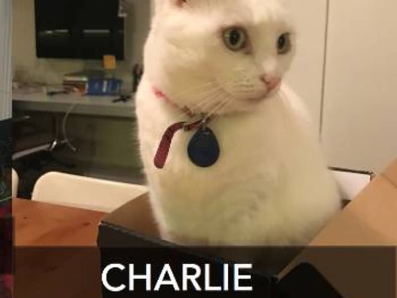 Housesitting assignment in Newtown, New South Wales, Australia