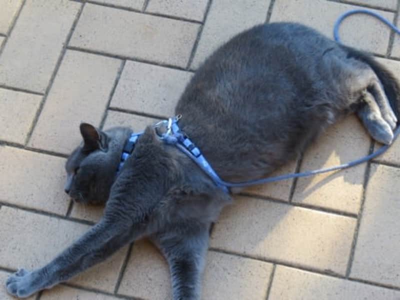 Housesitting assignment in Nowra, New South Wales, Australia