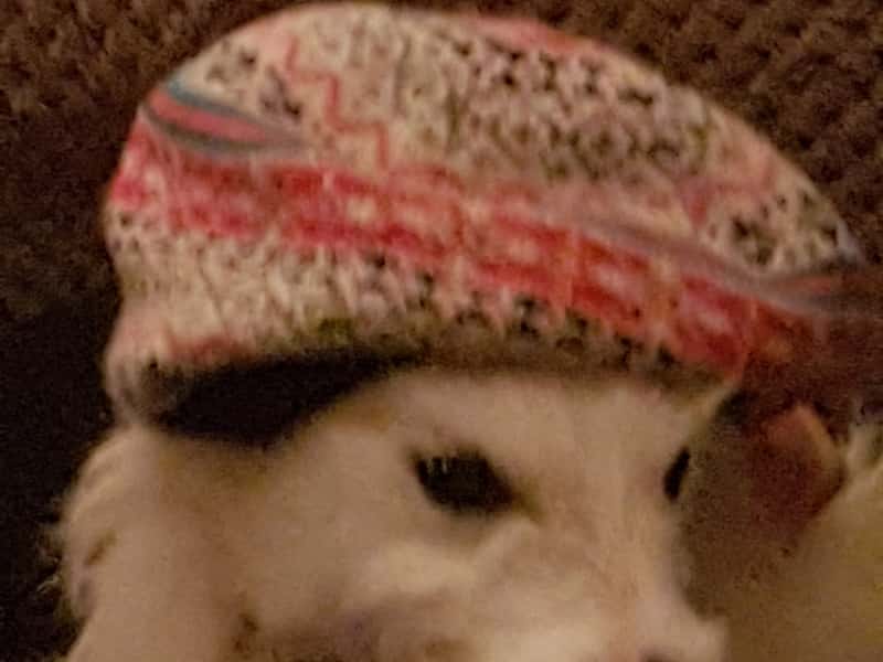 Housesitting assignment in Criccieth, United Kingdom