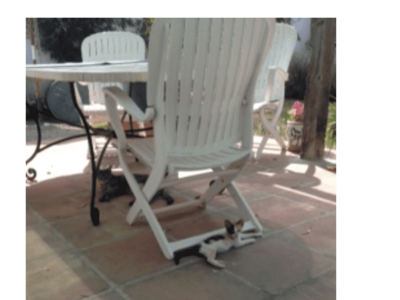 Housesitting assignment in Marchenilla, Spain