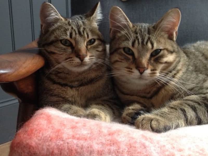 Housesitting assignment in Flaujagues, France