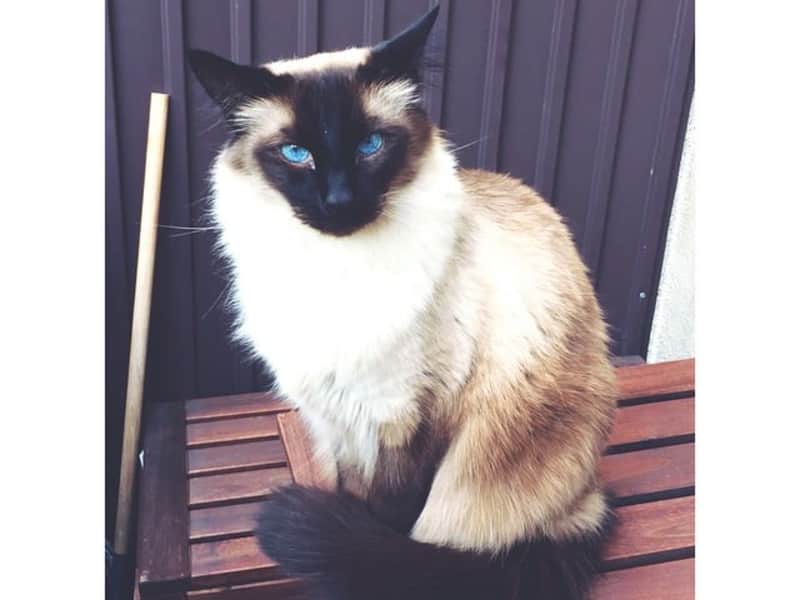 Housesitting assignment in Kungsholmen, Sweden