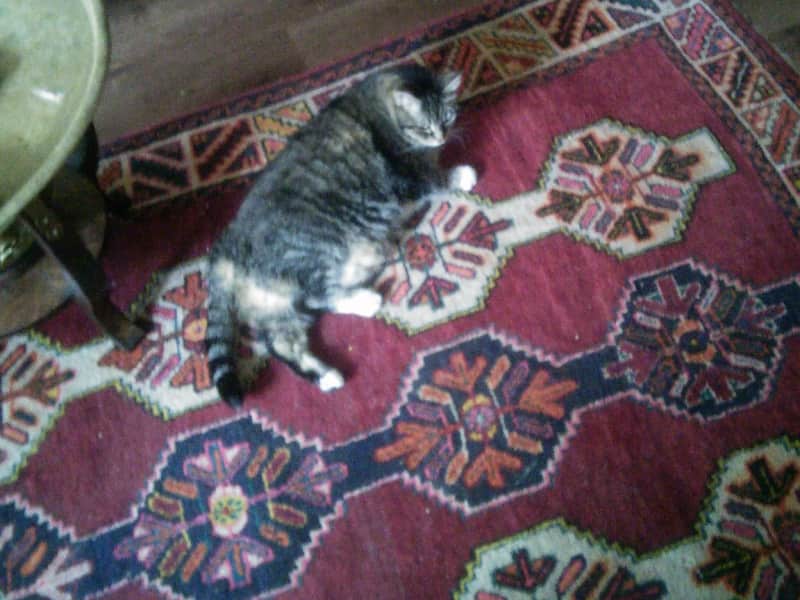 Housesitting assignment in Toronto, Ontario, Canada