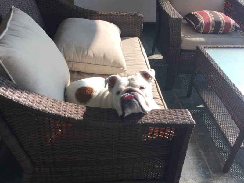 Housesitting assignment in Lyon, France