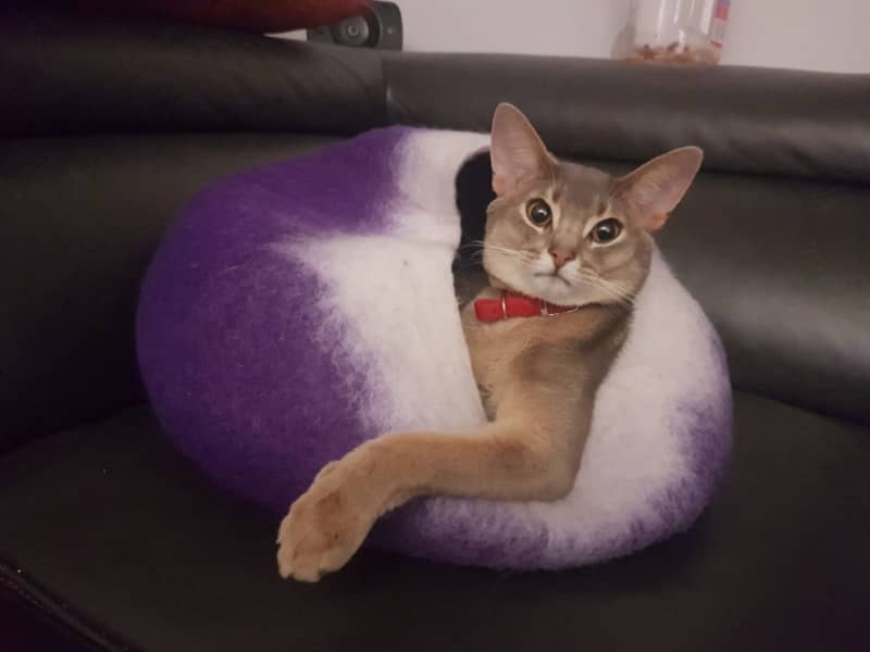 Housesitting assignment in Cochrane, Alberta, Canada