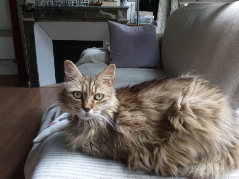 Housesitting assignment in Almería, Spain