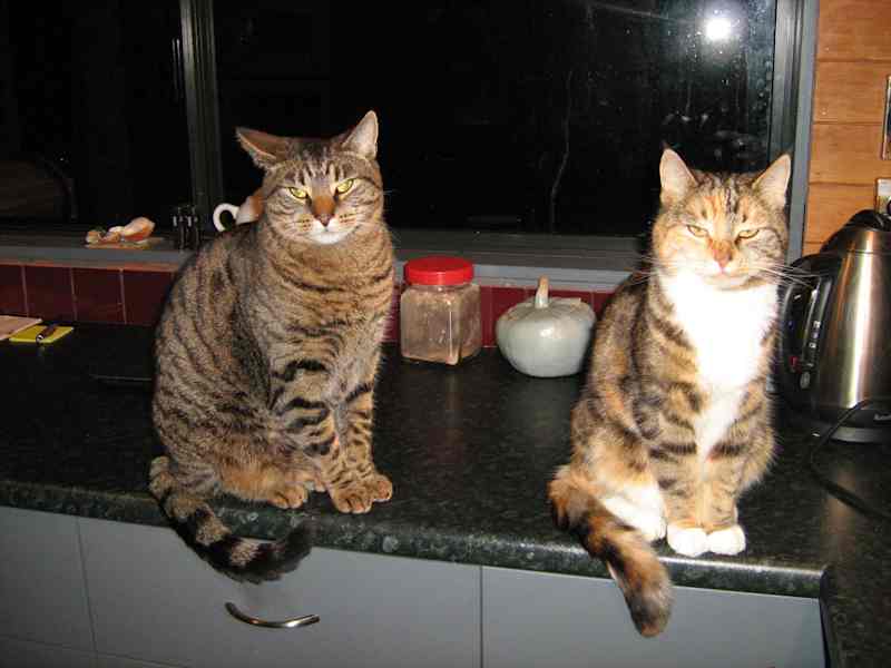 Housesitting assignment in Hokitika, New Zealand