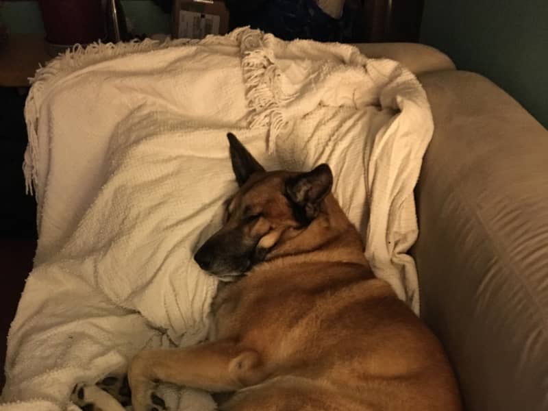 Housesitting assignment in Vancouver, British Columbia, Canada